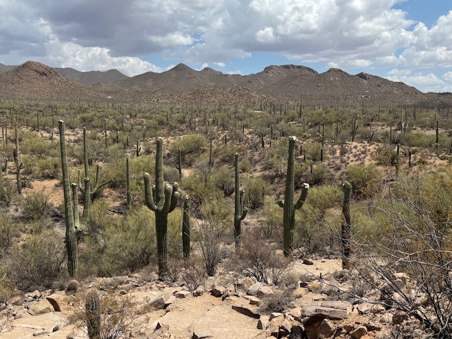FieldsOfCactus