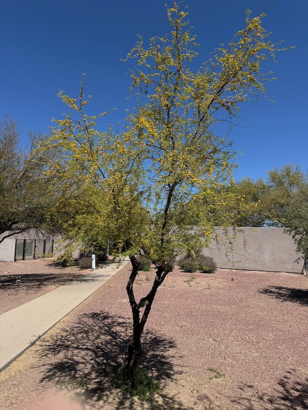 Library Tree