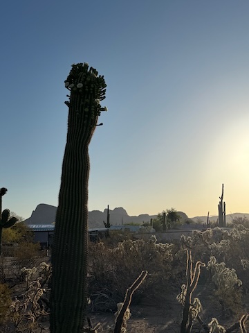 SaguaroSunset
