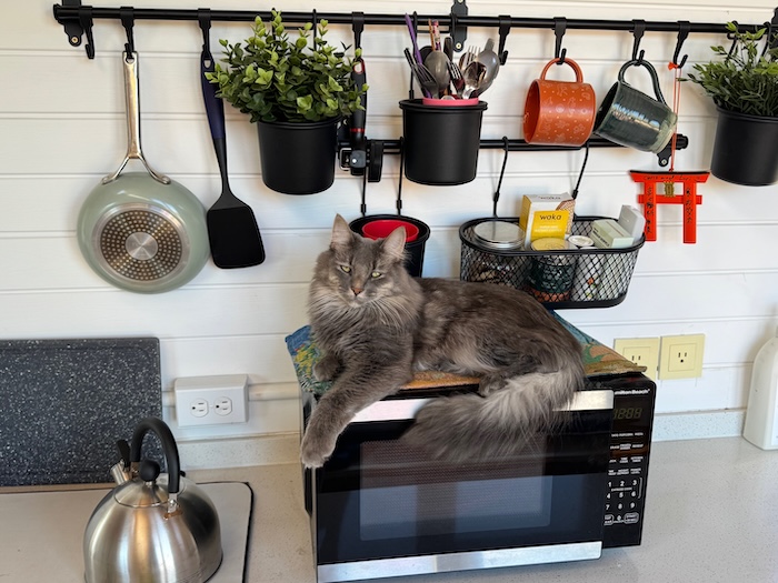 The Cat sits on the Mat. The kitchen view.